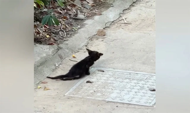 When we visited the vet, the news was he...