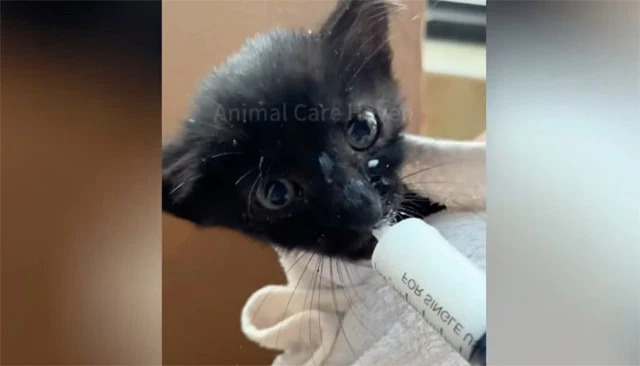 Day by day, Dobby began to adapt to her ...