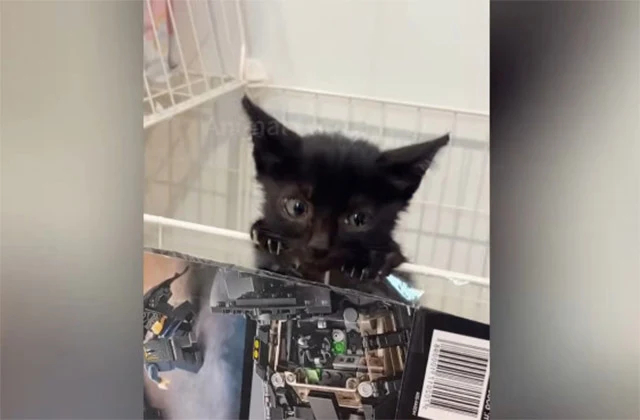 Caring for Dobby is difficult, but it's ...