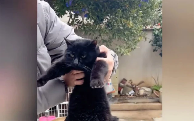 Extra image from article