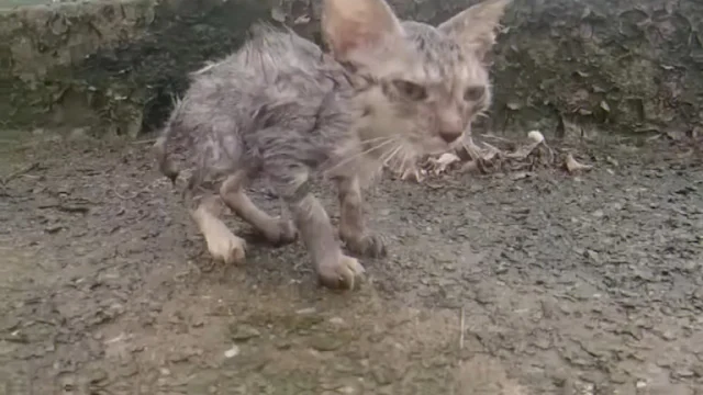 Its eyes, filled with fear, barely had t...