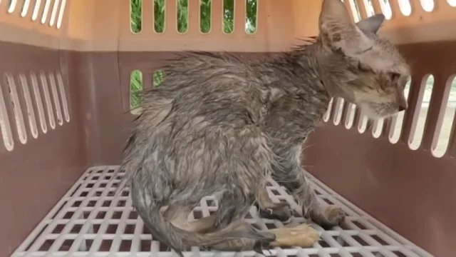 Refusing to leave the kitten's side, Sar...