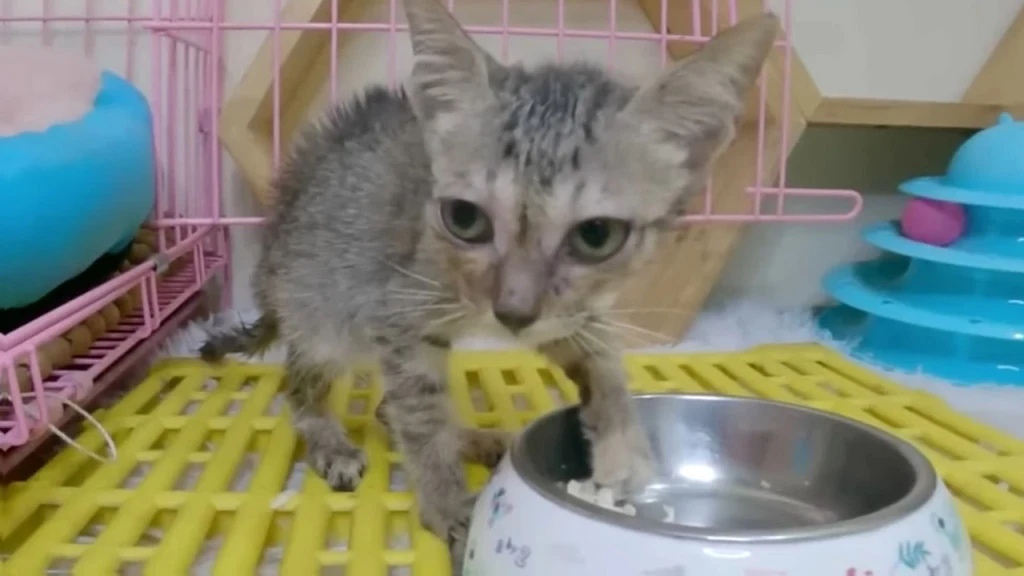 The kitten lay limp in Sarah's jacket, t...