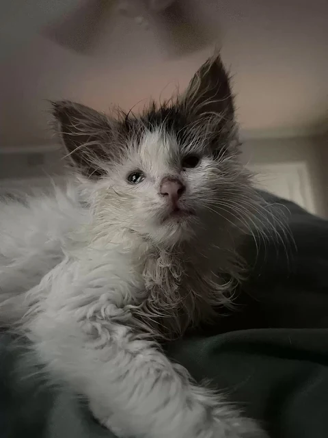 Interestingly, Toast seems blissfully un...