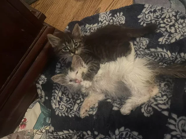 Extra image from article