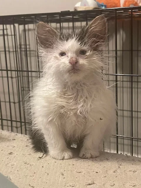 Despite her tiny start, Toast began to r...