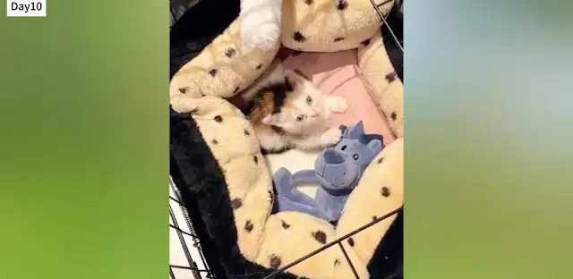 Extra image from article