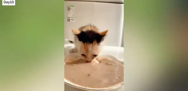 Extra image from article