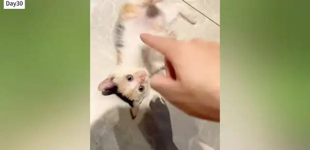 Extra image from article