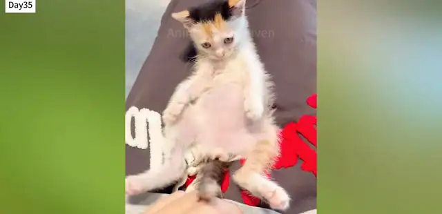 Extra image from article