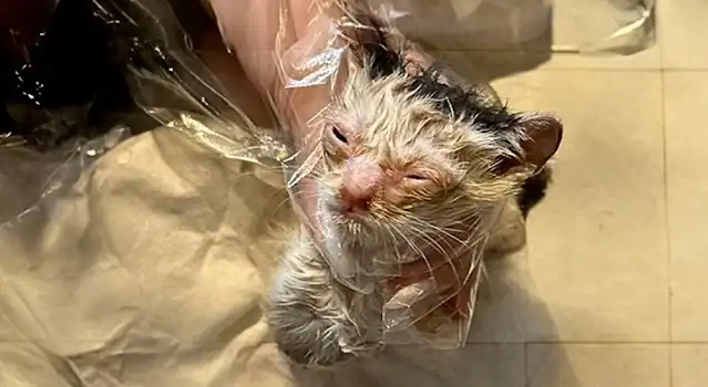 We named the kitten May, and she was in ...