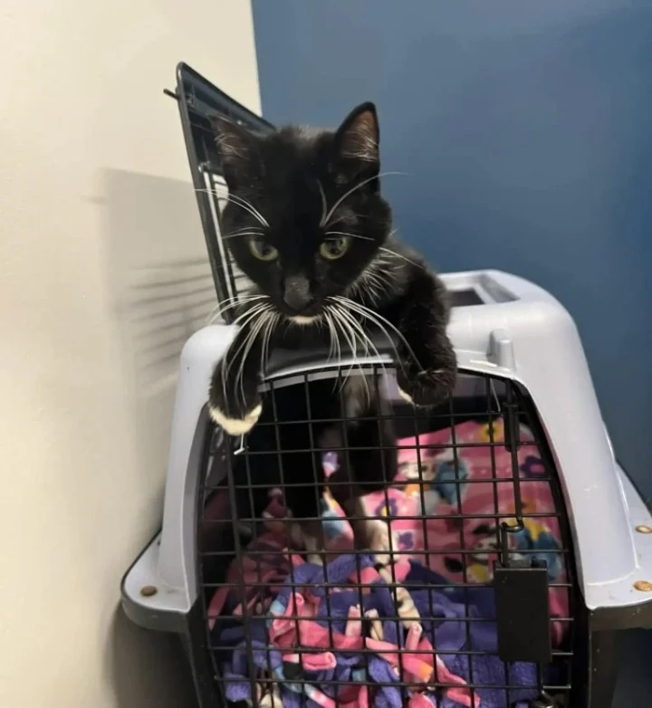 After four hours at the veterinary clini...