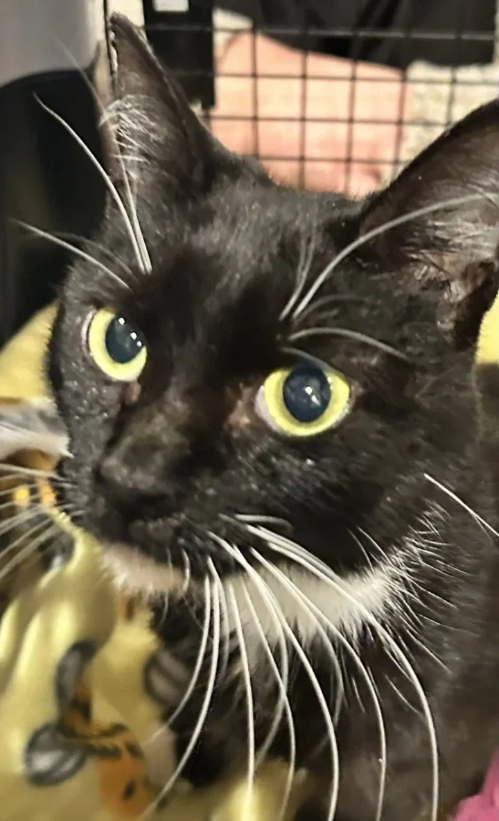 As Birthday made regular vet visits to c...