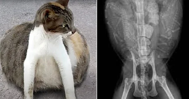 One afternoon, she received a call about...