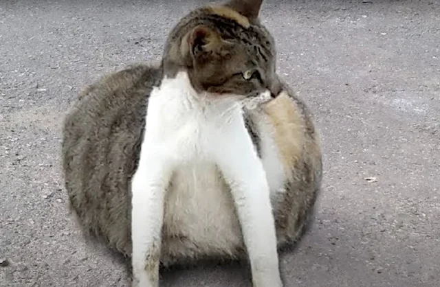 Lucia gently approached the scared felin...