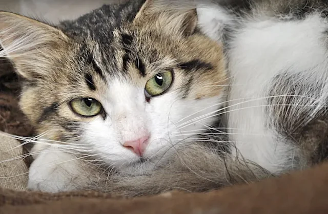 This revelation raised troubling questio...