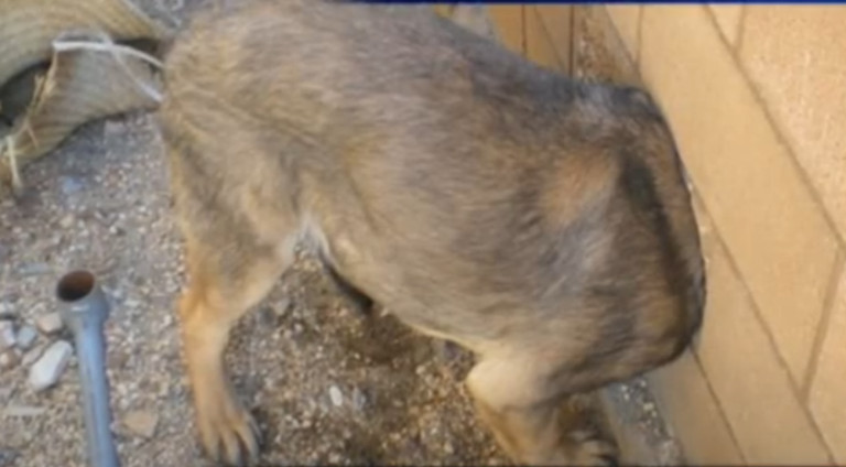 One officer focused on freeing Rebel’s h...