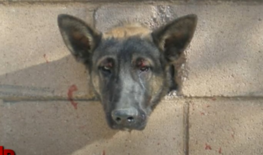 Extra image from article