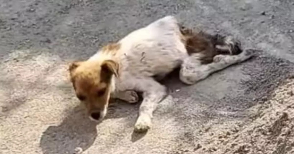 In just a few days at its foster home, t...