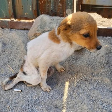 Extra image from article