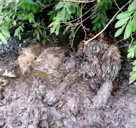 Fortunately, Iron survived the surgery, ...