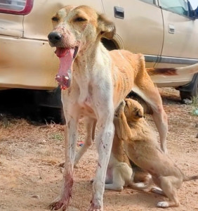 A concerned resident noticed the dog's c...