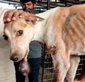 Pinky had been surviving on the streets ...