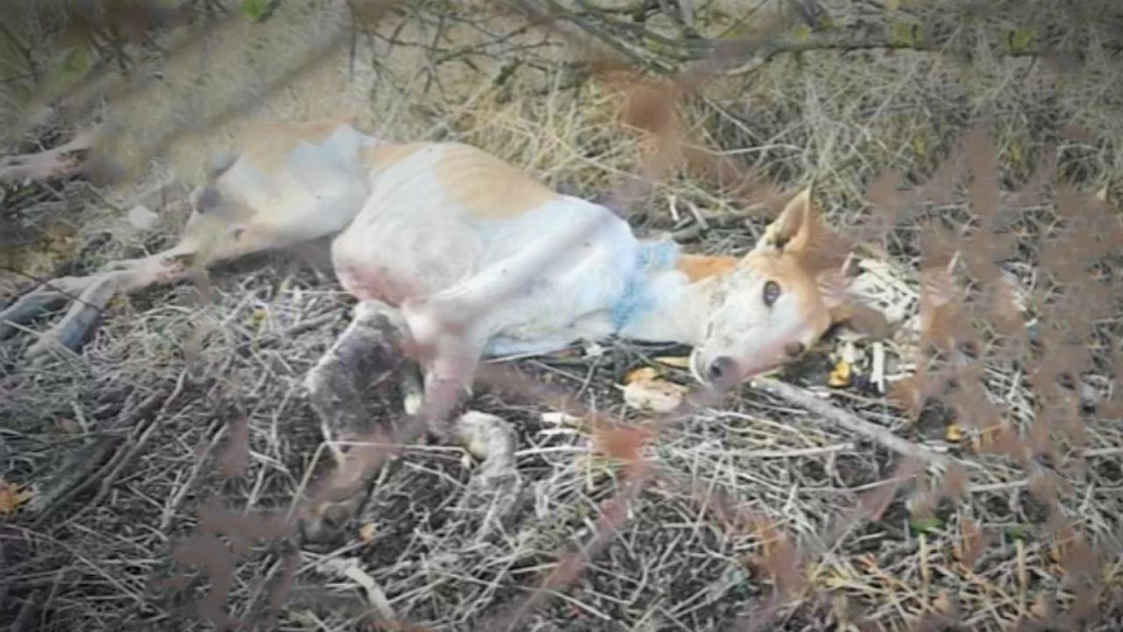 For several days, the injured dog lay th...