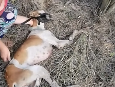 The injured beagle gazed at us, pleading...