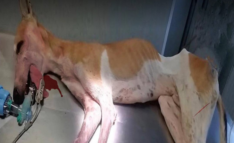 Upon approaching the dog, it reacted wit...