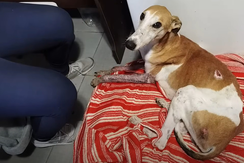 Sixteen days later, Tristan took his fir...