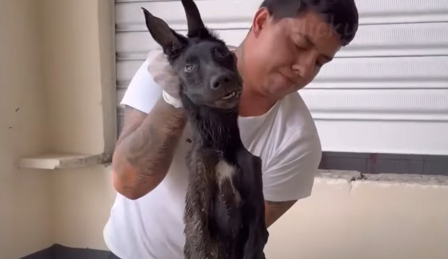 Poro, once a lively dog, now stood alone...