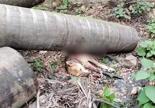 Extra image from article