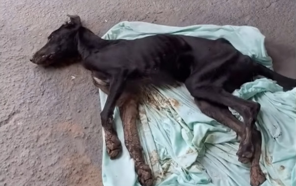 Extra image from article