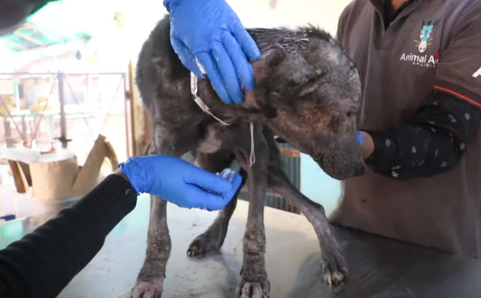 Lady's transformation was nothing short ...