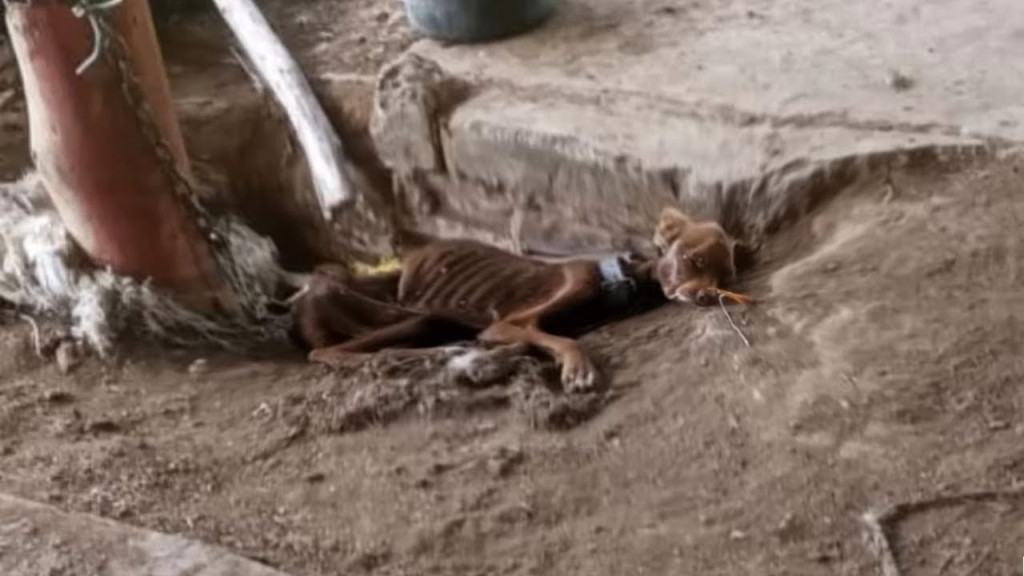 The coming days are crucial in Rosa's ba...