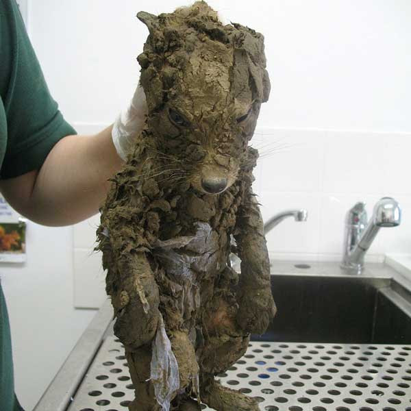 The young creature was found stuck at th...