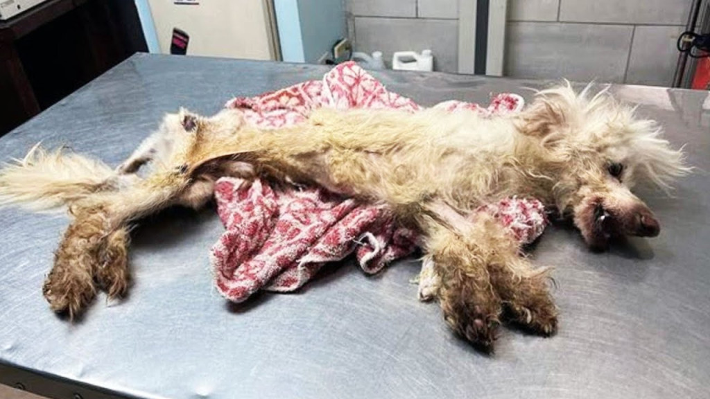 While this act ensured that Phoenix rece...