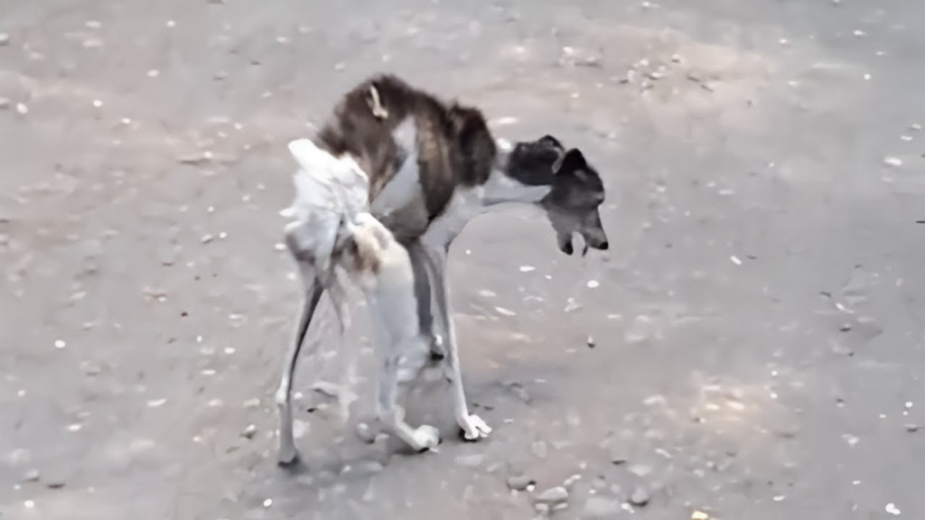 Her malnutrition took a severe toll on h...