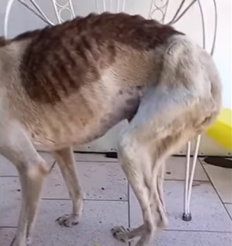 Over the following weeks, Zarita's condi...