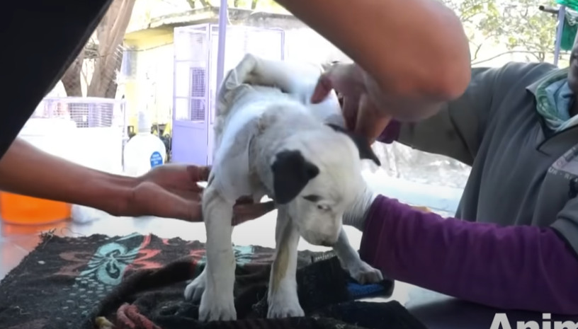 Watching Toggle snuggle into the comfort...