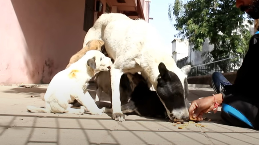 Extra image from article