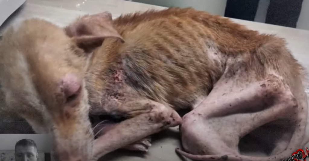 Throughout the day, Lancris consumed sma...