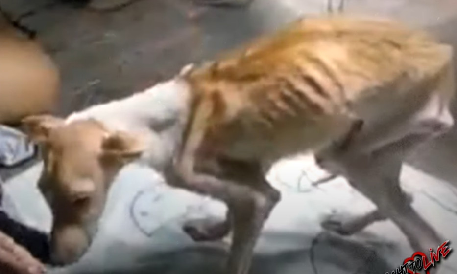 Extra image from article