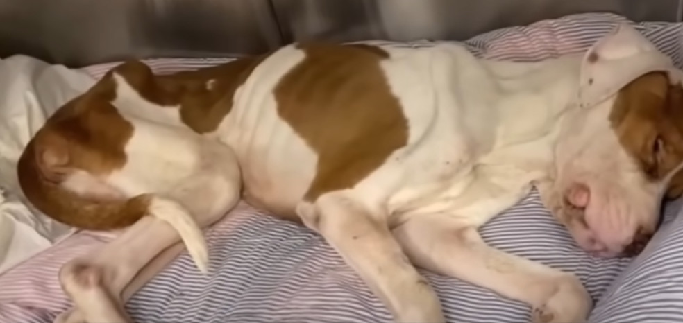 Spaghetti, you are cherished beyond meas...