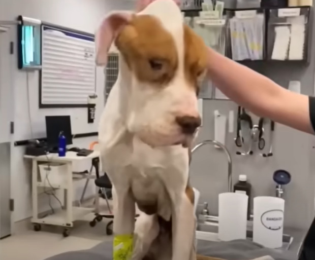 Extra image from article