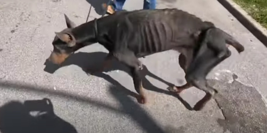 After conducting numerous tests, the sus...