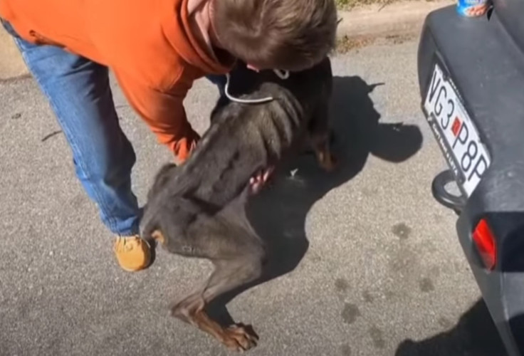 Albus's diet continues to improve, and h...