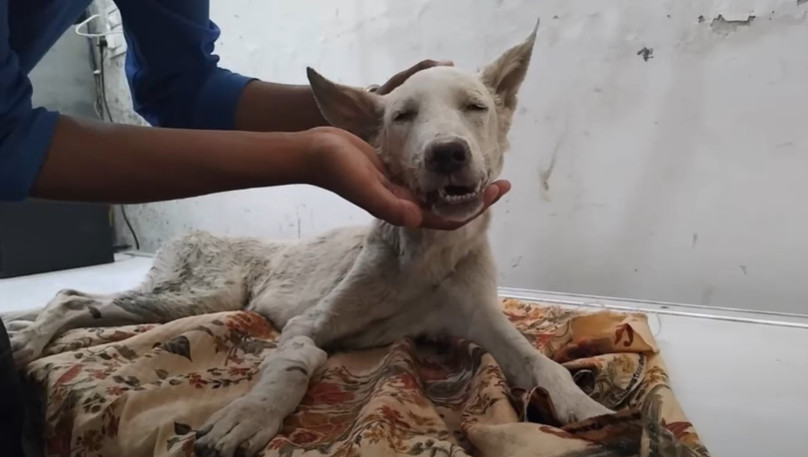 Extra image from article