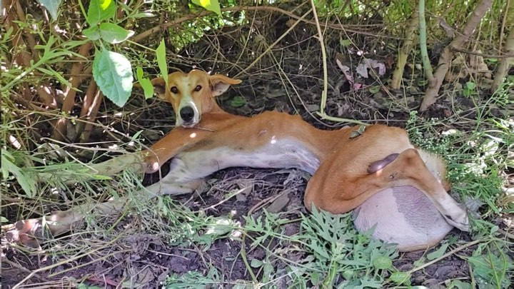 Every movement was a battle, and every b...